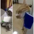 Perie pentru pisici, perie pentru blană, îndepărtare a părului (montabil pe perete)