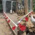 Set adăpătoare pentru păsări