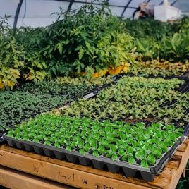 Tavă pentru răsaduri, 72 de compartimente, set 10 bucăți