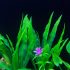 10 buc Accesorii acvariu Plante verzi