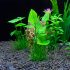 10 buc Accesorii acvariu Plante verzi