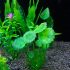10 buc Accesorii acvariu Plante verzi