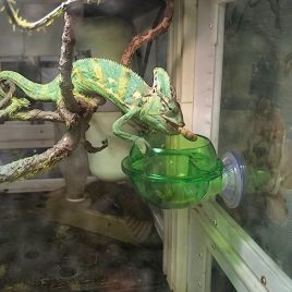 Bol pentru hrănirea reptilelor cu ventuză