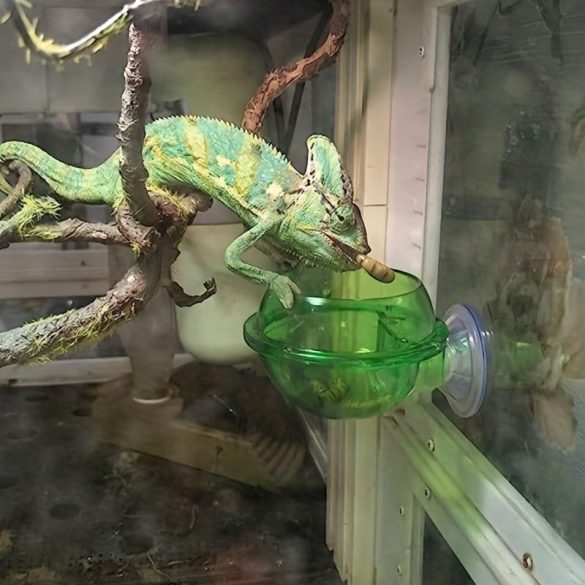 Bol pentru hrănirea reptilelor cu ventuză