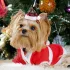 Mini Căciuliță de Crăciun pentru Animale de Companie