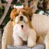 Mini Căciuliță de Crăciun pentru Animale de Companie
