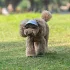 Șapcă de baseball ajustabilă pentru câini și pisici