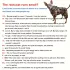 Pelerină de Ploaie Reflectorizantă și Impermeabilă pentru Rase Mici