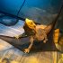 2 hamace respirabile pentru reptile