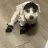4 pantofi impermeabili pentru câini de talie mică