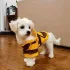 Costum Drăgălaș de Albină pentru Animăluțe