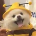 Costum Drăgălaș de Albină pentru Animăluțe