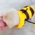 Costum Drăgălaș de Albină pentru Animăluțe