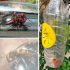 6 Capcane pentru Albine și Viespi