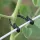 50 de cleme de grădină pentru plante cățărătoare și flori