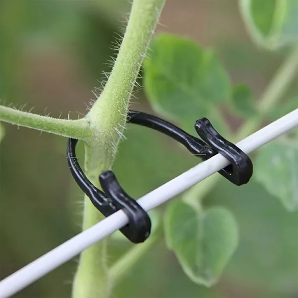 50 de cleme de grădină pentru plante cățărătoare și flori