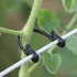 50 de cleme de grădină pentru plante cățărătoare și flori