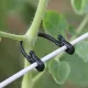 50 de cleme de grădină pentru plante cățărătoare și flori