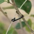 50 de cleme de grădină pentru plante cățărătoare și flori