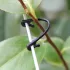50 de cleme de grădină pentru plante cățărătoare și flori