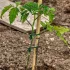 Sfoară de grădinărit, moale, flexibilă pentru fixarea plantelor
