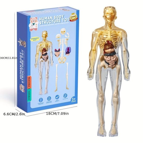 Figurină schelet 3D asamblabilă și dezasamblabilă pentru joacă