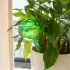 5 bile de udare automată a plantelor