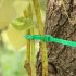 200 bucati Legători Verzi din Nylon pentru Plante