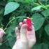 Cuțit Multifuncțional pentru Grădinărit