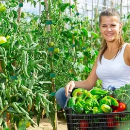   5 m rolă premium element de legătură vegetal reutilizabil din nailon