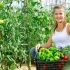 5 m rolă premium element de legătură vegetal reutilizabil din nailon