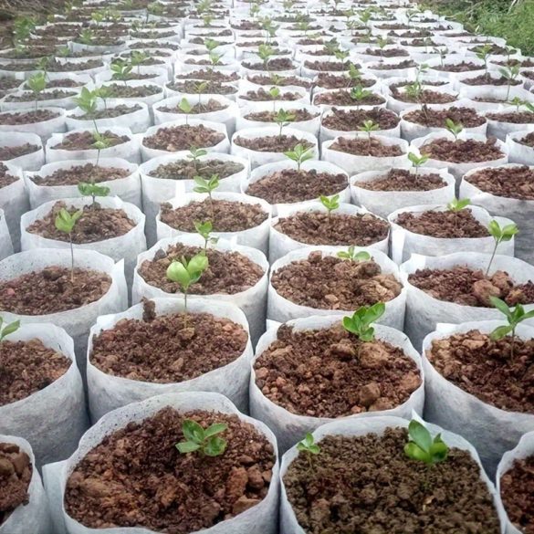 100 saci biodegradabili pentru creșterea plantelor