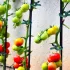 50 de cleme reglabile pentru plante