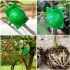 10 bile de înrădăcinare din plastic pentru plante