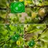 10 bile de înrădăcinare din plastic pentru plante