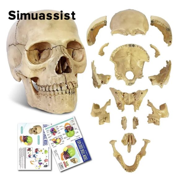 Model Anatomic Clasic Craniu 4D Asamblabil, 15 Bucăți