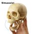 Model Anatomic Clasic Craniu 4D Asamblabil, 15 Bucăți
