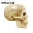Model Anatomic Clasic Craniu 4D Asamblabil, 15 Bucăți