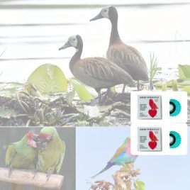   Fluier pentru păsări alb - 2 bucăți - Fluier pentru păsări