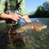 1 buc Dispozitiv Easy Fish pentru Îndepărtarea Rapidă și Fără Durere a Cârligului - Instrument în Formă de T