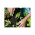 Lopată de grădinărit pentru plantare și transplantare - Lopată de grădinar - Echipament de grădinărit